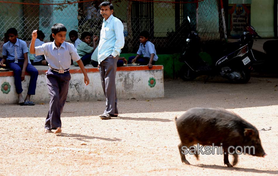 swine menace in kurnool government high school