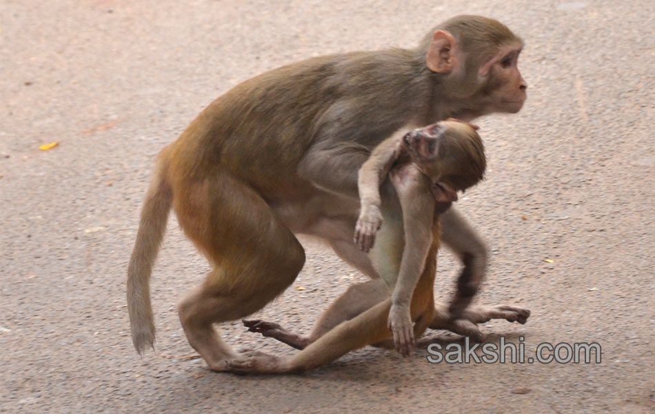 Monkey baby death