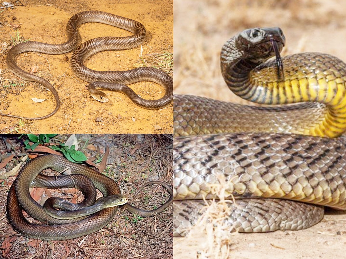 The Most Venomous Animals On Earth - Sakshi