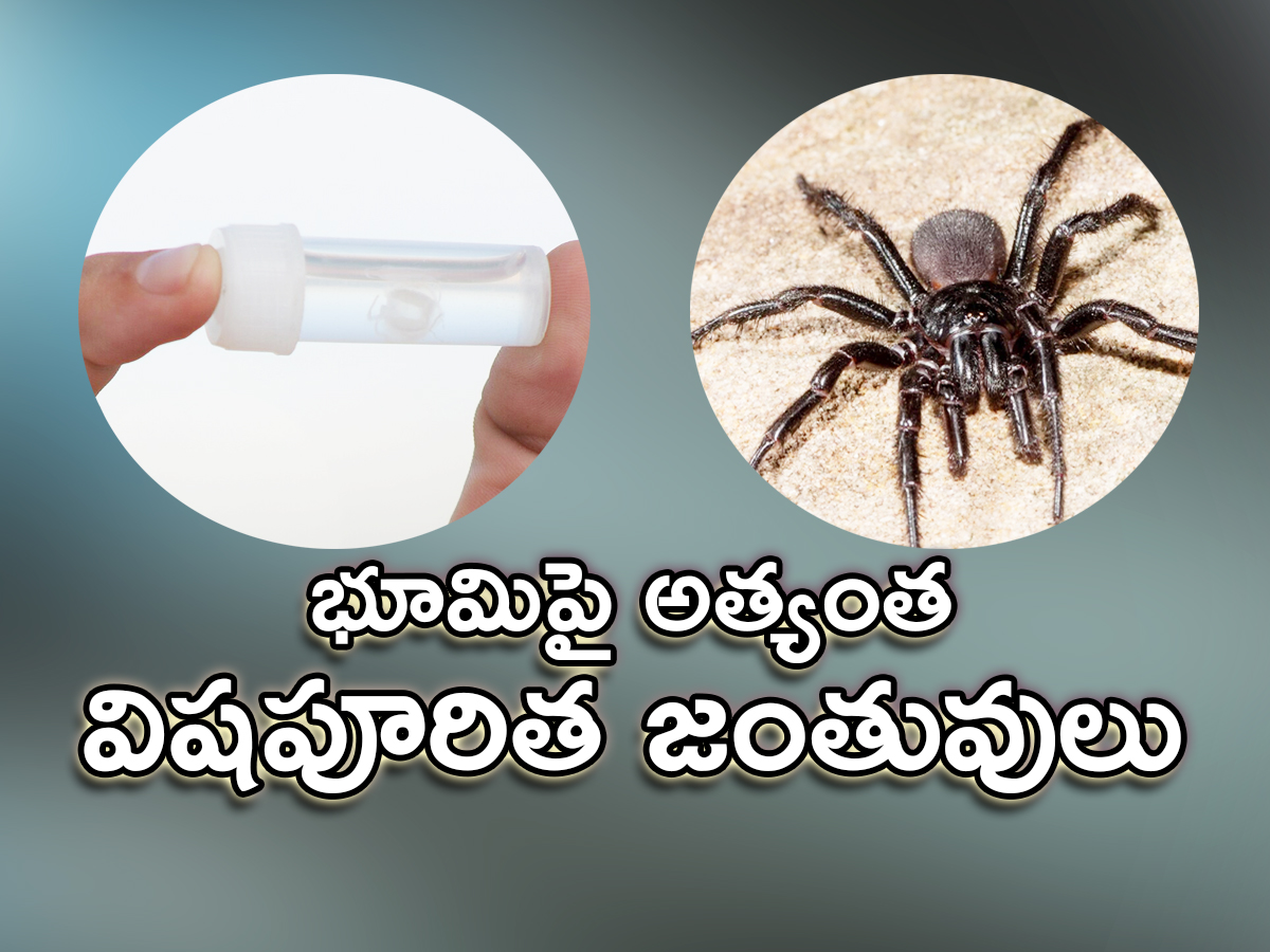 The Most Venomous Animals On Earth - Sakshi