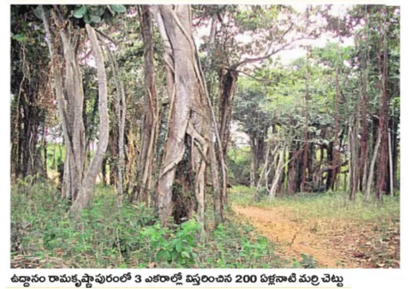 200 hundred years banyan tree in srikakulam - Sakshi