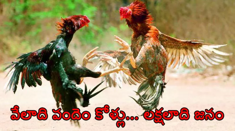 telangana people going to costa for cock fight - Sakshi