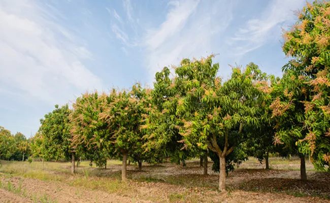 Tenants Facing Mango Flowering Problems In Jagtial - Sakshi