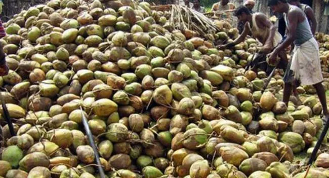 Coconut Business Stalled In Godavari Districts - Sakshi