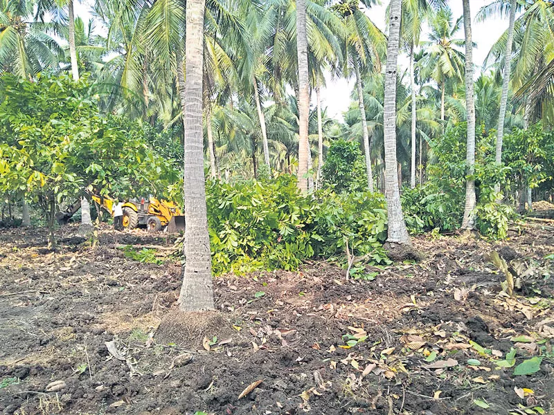 organic farming on coconut crop - Sakshi