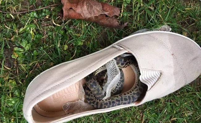 Snake Travels From Australia To Scotland In Scottish Woman Shoe - Sakshi