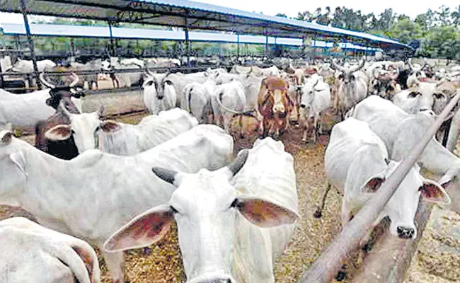 Cows Pressure Known By Hairs - Sakshi