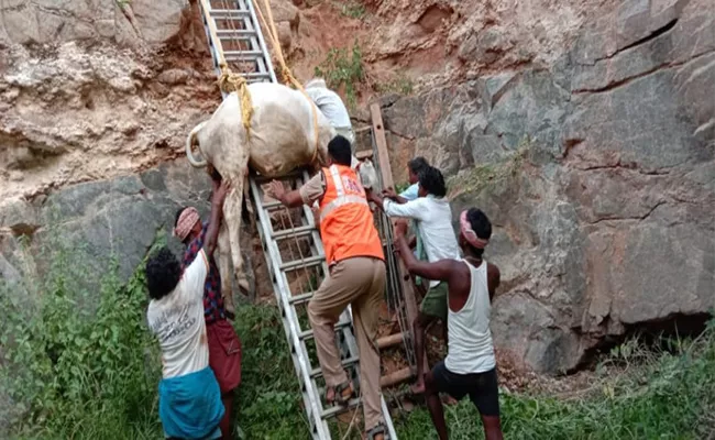 Cattle Falldown In 30 Meters Well In Emmiganuru Kurnool  - Sakshi
