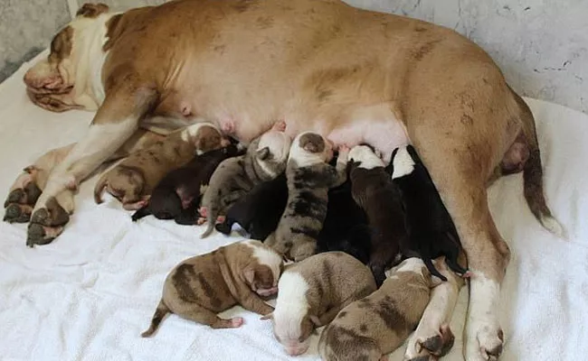 Bull Dog Gives Birth To 20 Pups In 24 Hours In London - Sakshi