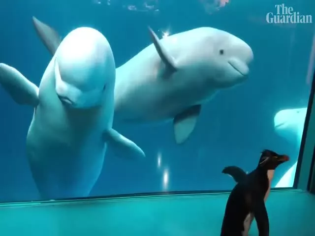 Penguin Visits Whales In Shedd Aquarium In Chicago