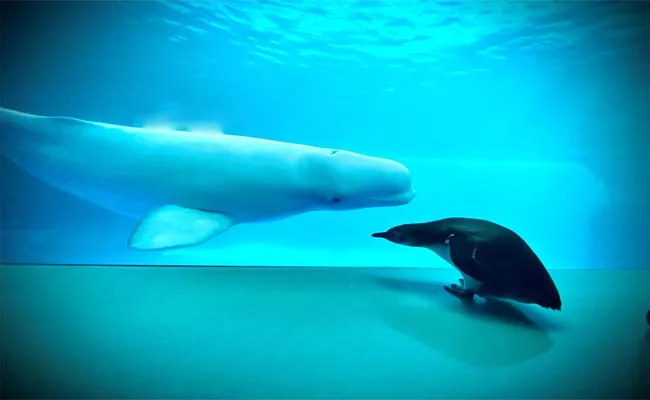 Penguin Visits Whales In Shedd Aquarium Chicago - Sakshi