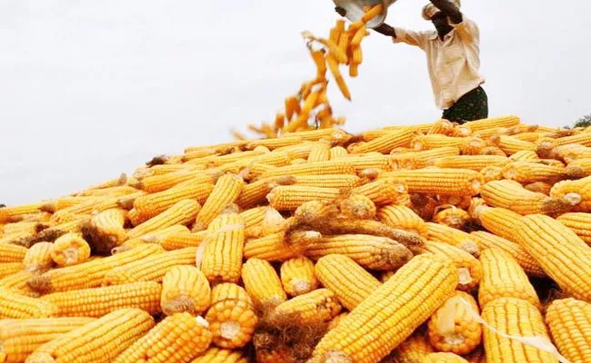 Firming Corn Will Affect Farmers Badly Says Agriculture Experts - Sakshi