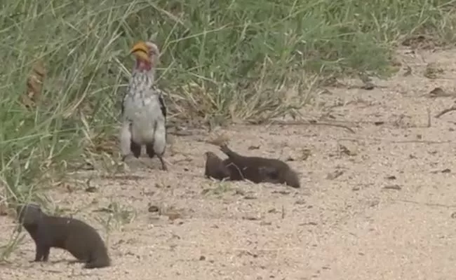 Mongoose Acting Dead On Hornbill Bird Attack Time In South Africa - Sakshi