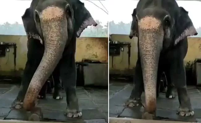 Elephant Dance To Namo Namo Ji Shankara Video Viral - Sakshi