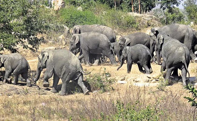 Elephants Attack on crop fields in villages - Sakshi