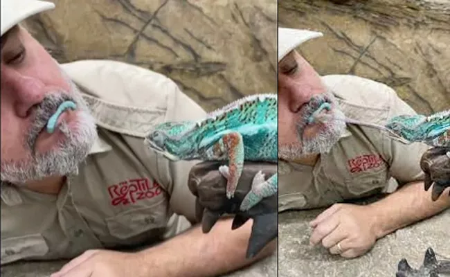 Lizard Grabs Worm off zoo owner’s lip Vdieo wil be Vairal - Sakshi