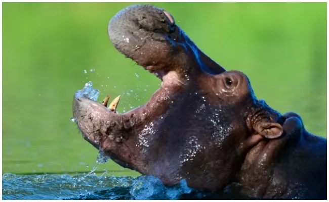 Giant Hippo Chases Speedboat In Kenya - Sakshi