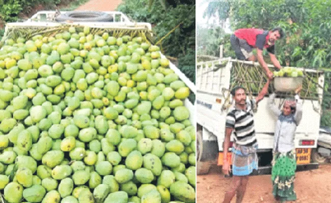 Srikakulam: Mango Export To Odisha From Uddanam  - Sakshi