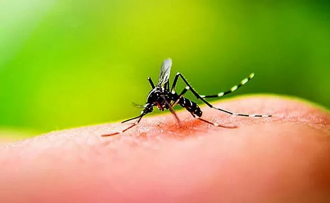 TN Woman Dies With Suffocation Due To Fog For Mosquitoes - Sakshi