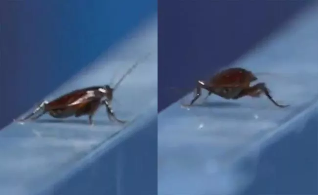 Tokyo Olympics: Cameraman Films Cockroach Instead Of Hockey Match Viral - Sakshi