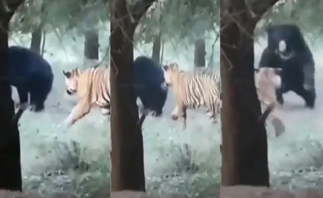 Bear Turned Tables On Tiger At Ranthambore National Park Video Viral - Sakshi