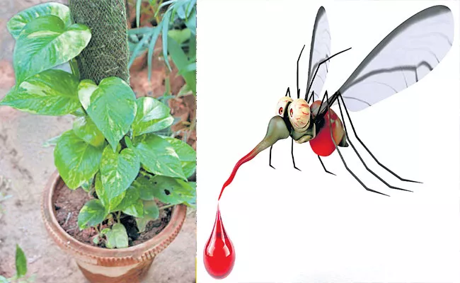 Medical Experts Says That Dengue Mosquitoes Will Come To Money Plants - Sakshi