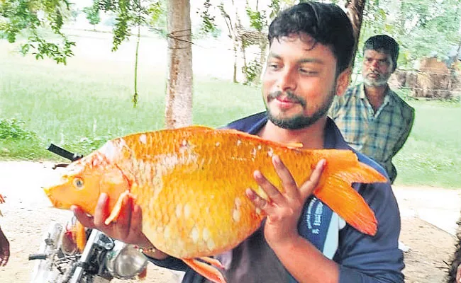Locals Caught Goldfish In Chittoor District - Sakshi