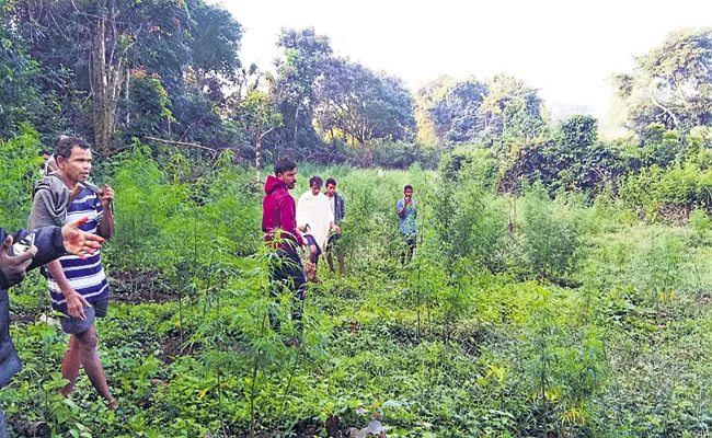 Village youths destroyed cannabis plantations Visakha Chowdupalli - Sakshi