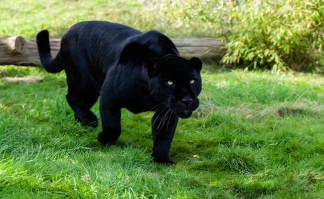 Black Panther Attack On Animal In Forest: Viral Video - Sakshi