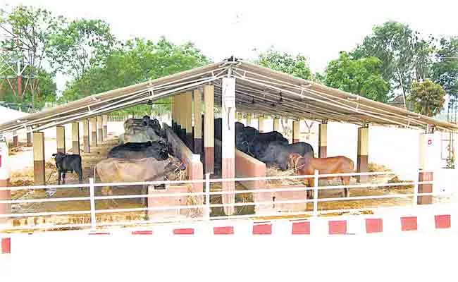 TTD Will Give Free Cows To Farmers At Tirumala - Sakshi