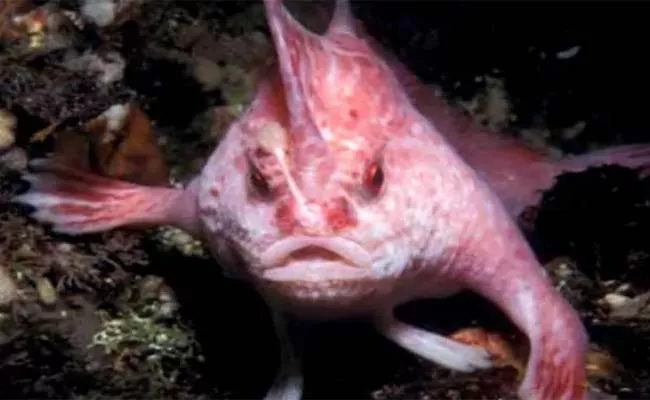 Australian Researchers Said Rare Pink Fish That Walks With Hands - Sakshi