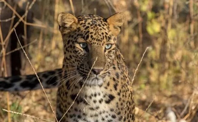 MP Tribal Woman Fights Leopard With Bare Hands Rescue Her Son - Sakshi