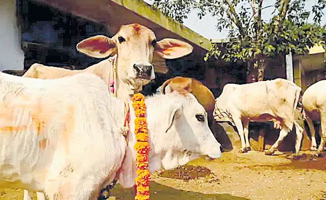 Farmer Complaint Against Cows Over No Milk In Karnataka - Sakshi