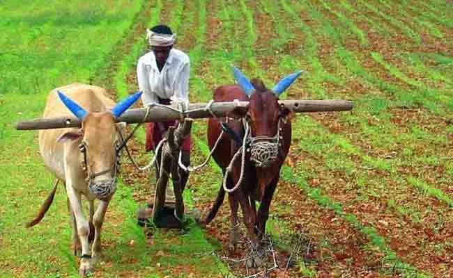 AP Govt May Give Incentive To SC Farmers Doing Natural Farming - Sakshi