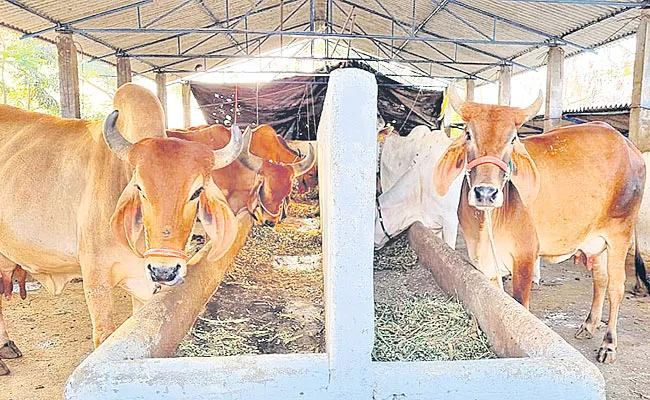 Cow Dairy Farmers Giving Beer Liquid To Cows For More Milk Profits - Sakshi