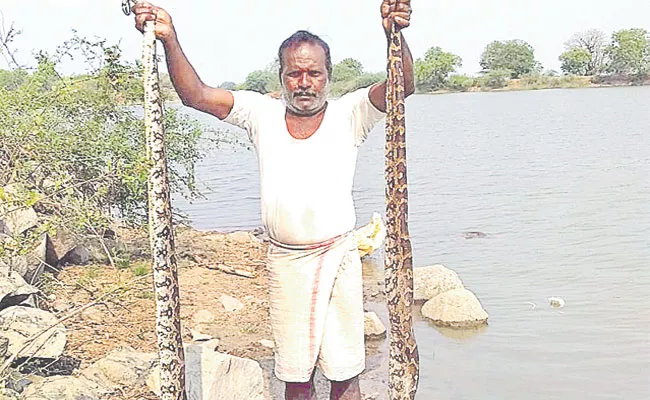 Pythons in Net Appajipalli Cheruvu in Medak District - Sakshi