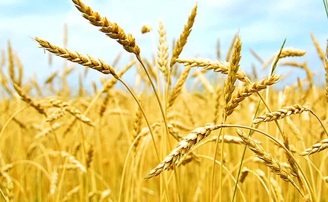The Centre Decided To Allow Shipments Of Wheat Consignments - Sakshi