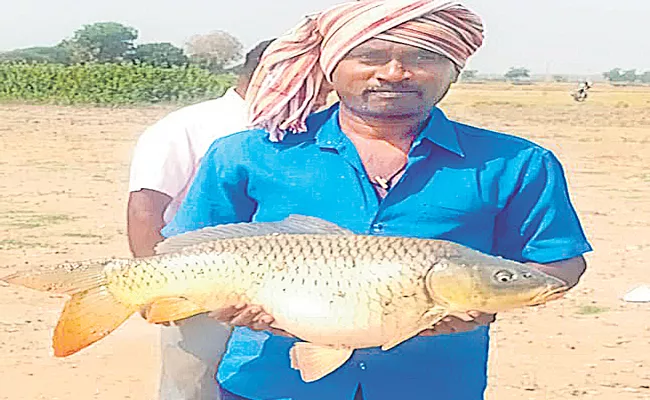Goldfish Weight More Than 12 Kg Found In Warangal - Sakshi