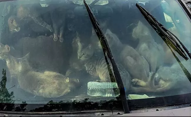 Shocking Photo Going Viral 47 Cats Crammed In Car Parked At USA - Sakshi