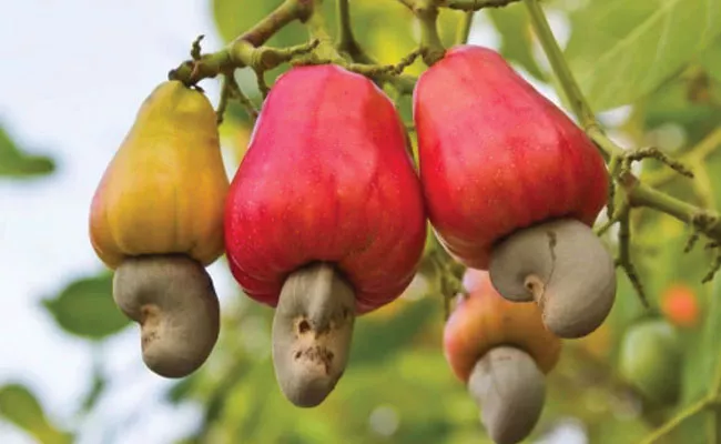 Cashew Apple: Cultivation, Nutritional Value, Products - Sakshi
