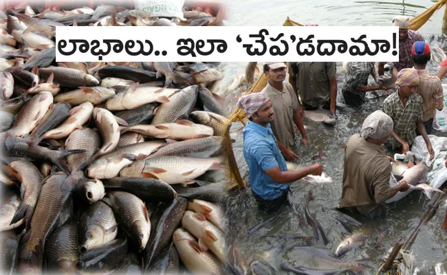 Kaikaluru: Fish Farmers Need to Follow These Steps In Packing, Grading - Sakshi