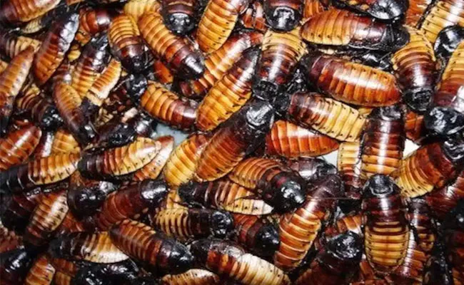 New York Court: Woman Released Cockroaches Released During Heating - Sakshi