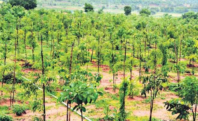 Jatavath Hanuma Writes on Haritha Haram Impact on Podu Lands in Telangana - Sakshi