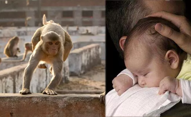 UP: Monkeys snatch infant from father throw From building Dies - Sakshi