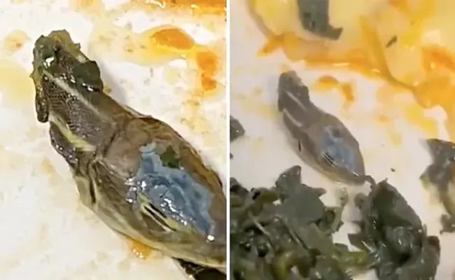 Snake Head Found In Plane Meal Turkey Airlines Video Viral - Sakshi