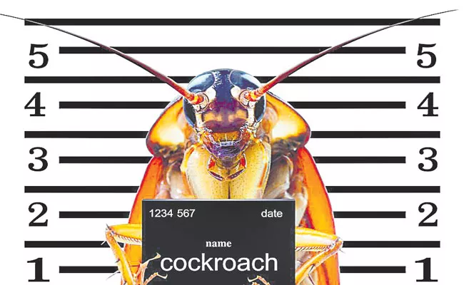 The Pest Company Says It Will Pay You 2000 Dollar To Release 100 Cockroaches In Home - Sakshi