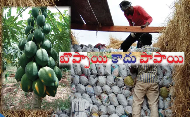 Annamayya District: Papaya Fruits Packing, Export Methods in Special Way - Sakshi