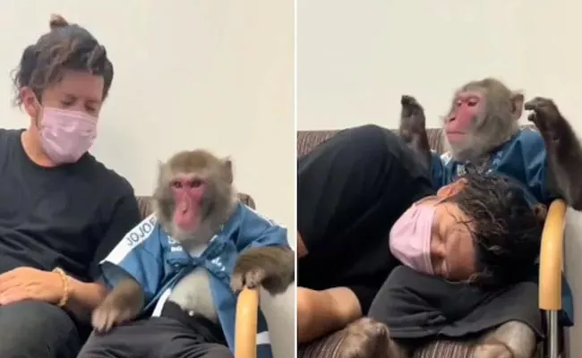 A Monkey Comforted A Man Who Broke Down In A Viral Video - Sakshi