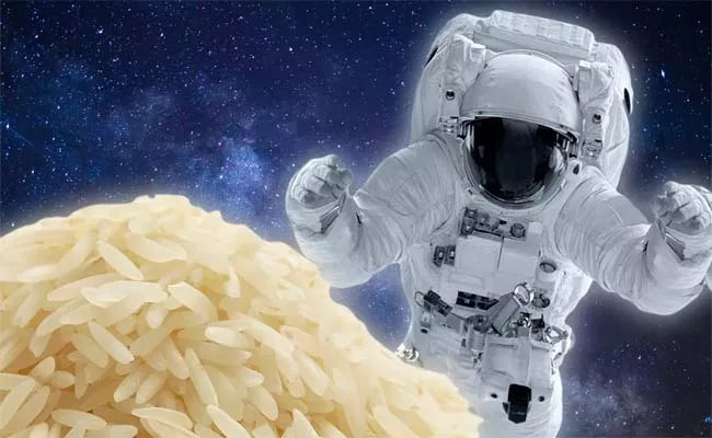 Chinese Astronauts Cultivated Rice Plants In Space Watch Video - Sakshi