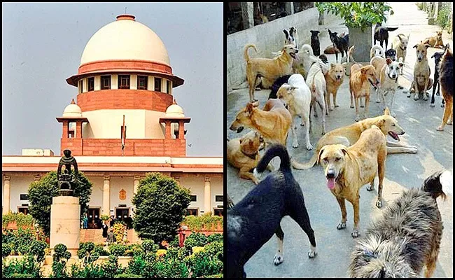 Who Feed Stray Dogs Liable For Attacks Says Supreme Court fake - Sakshi